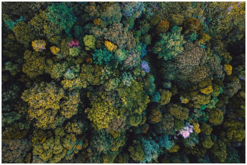 Aerial photograph capturing a dense forest canopy