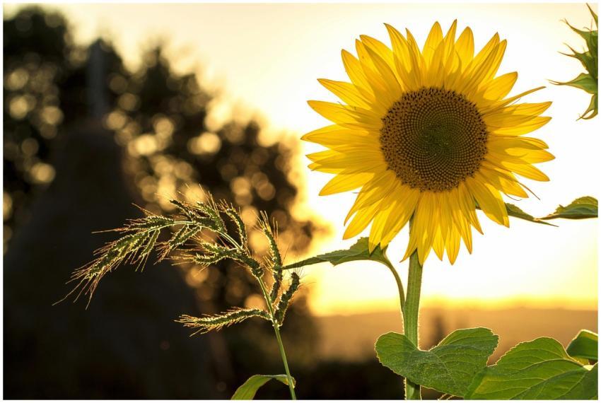 Vibrant sunflower backlit by the warm glow of a su
