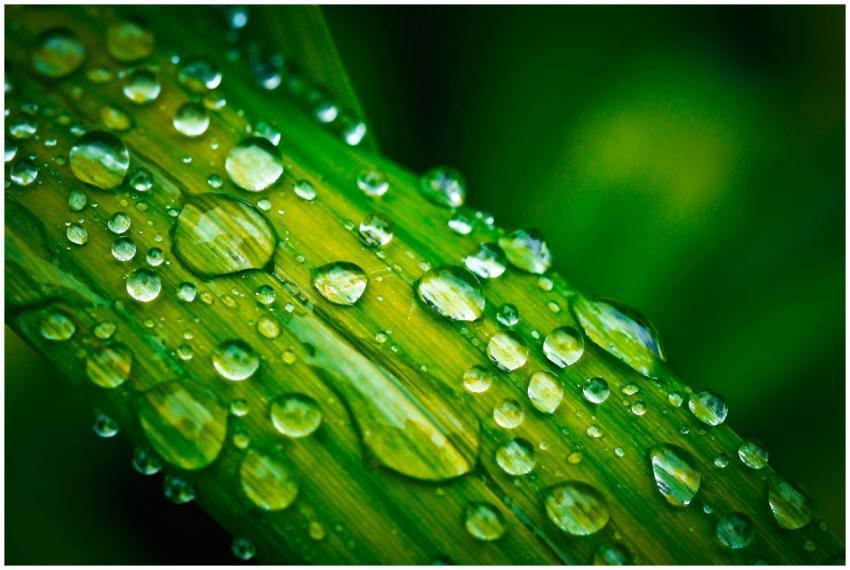 Close-up macro image of fresh dew drops on a vibra