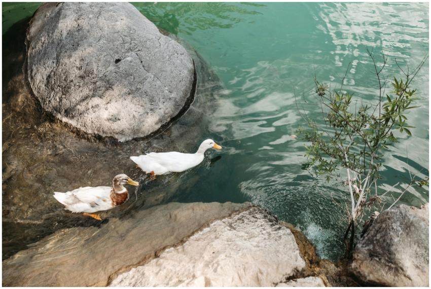 Two ducks swimming in a clear river beside large r