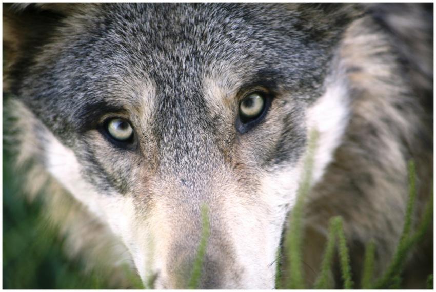 A striking close-up of a wolf with piercing eyes,