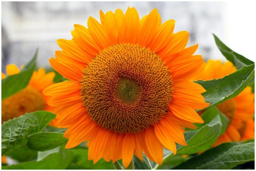Close-up of a bright orange sunflower showcasing i