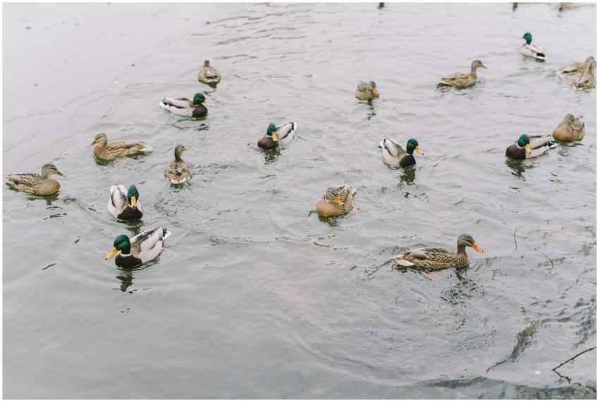 A serene scene of mallard ducks swimming in a peac