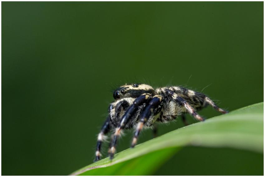 Detailed close-up of a jumping spider on a green l
