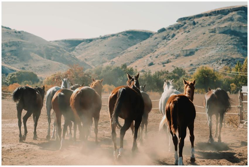 A group of horses in a dusty pasture surrounded by