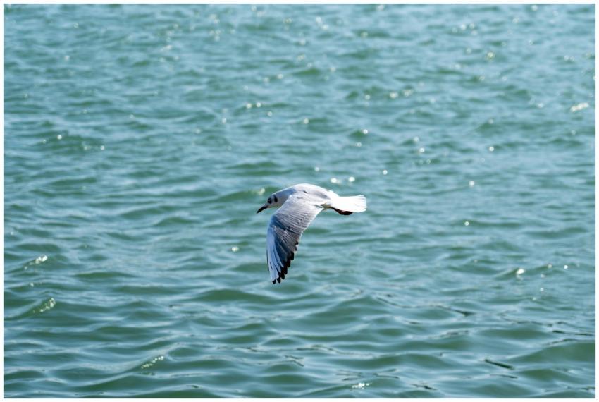 A seagull gracefully glides over the shimmering se