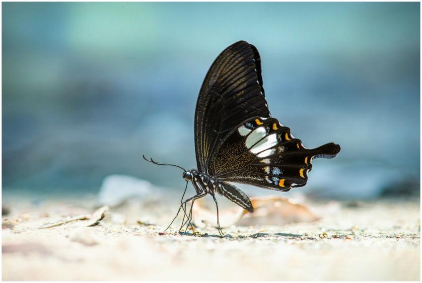 Close-up of an elegant black butterfly with vibran