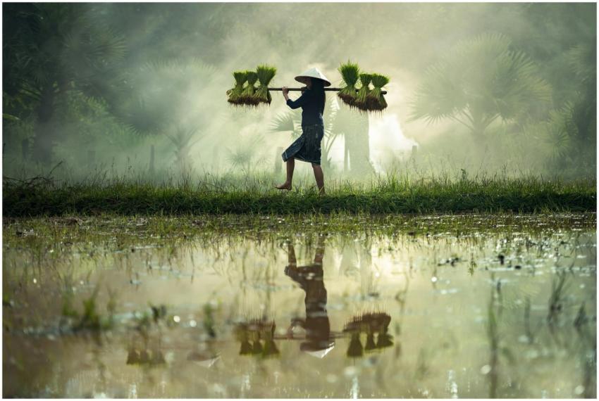 Farmer carrying rice seedlings across misty farmla