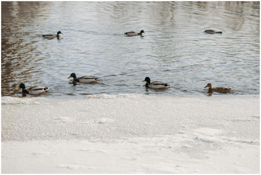 A group of mallard ducks gracefully swimming on a