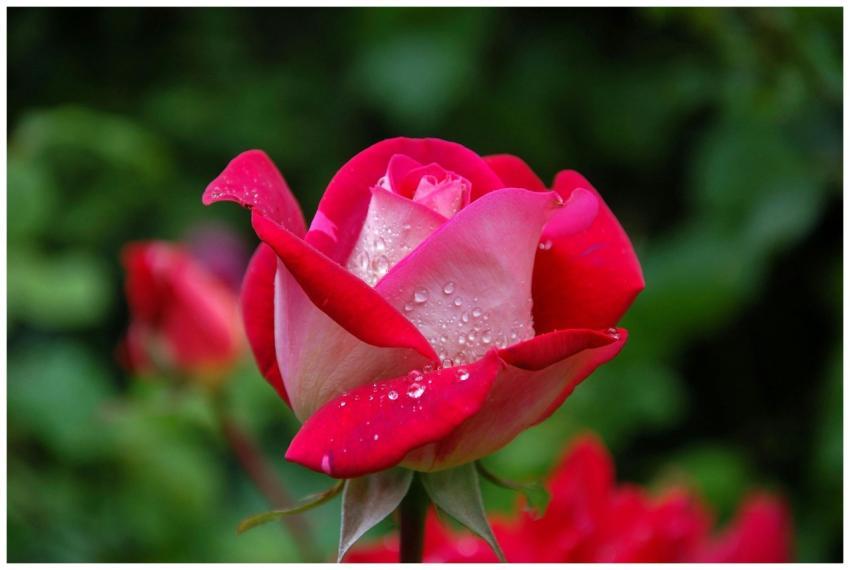 Vibrant red rose with fresh dewdrops, captured in