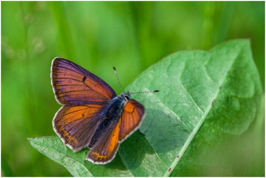 Close-up of a colorful butterfly resting on a gree