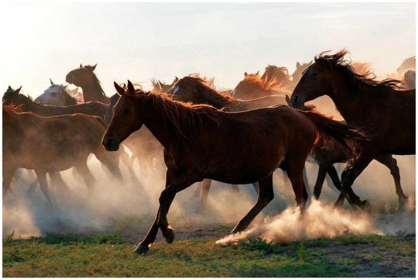 A herd of wild brown horses galloping through dust