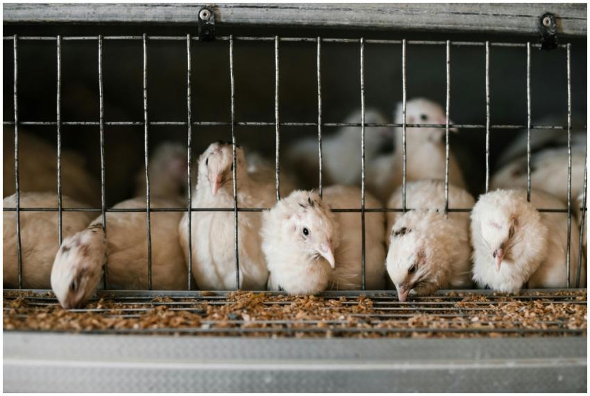 Cute white feathered quails eating from feeding sy