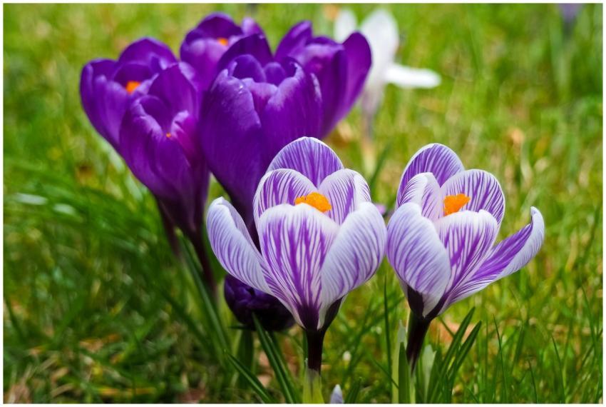 Vibrant purple crocus flowers bloom in a lush mead