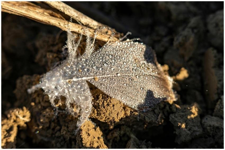 Dew Covered Leaf Soil