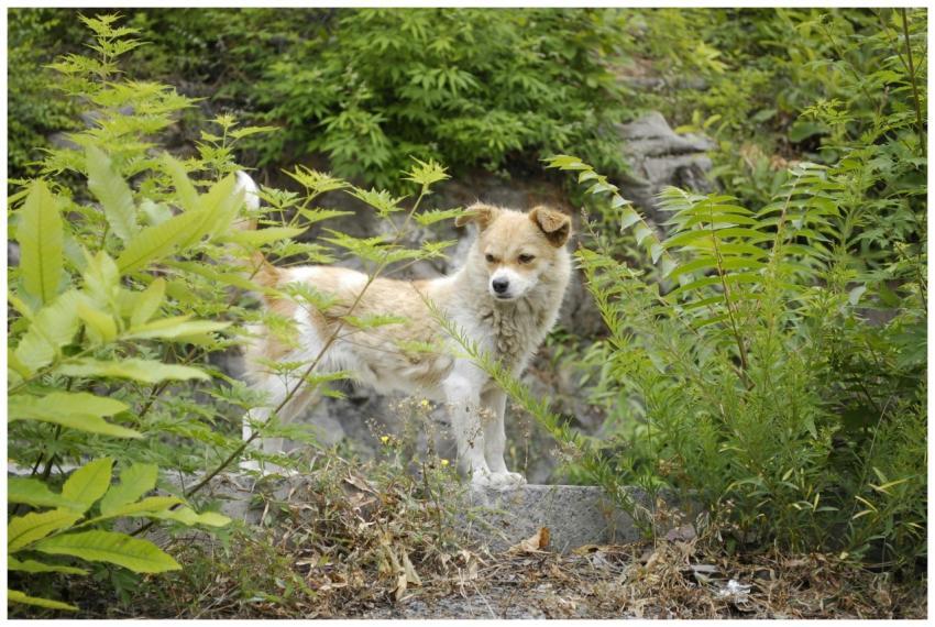 Curious Dog Standing Greenery