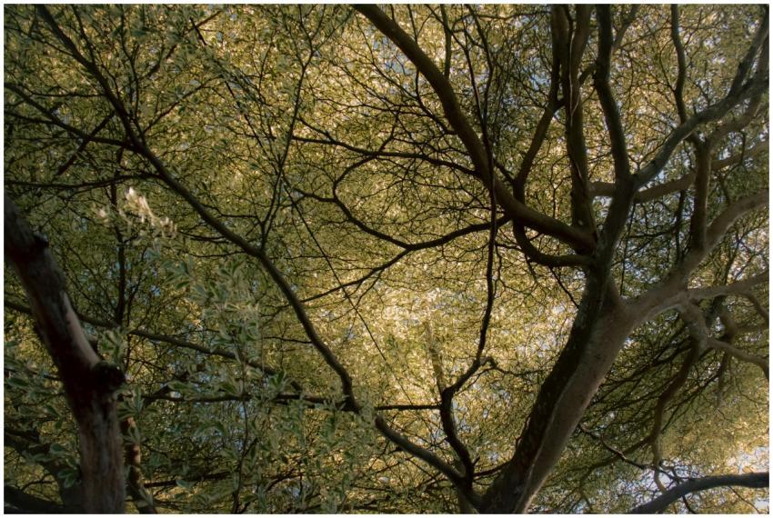 Explore the tranquil beauty of sunlight filtering