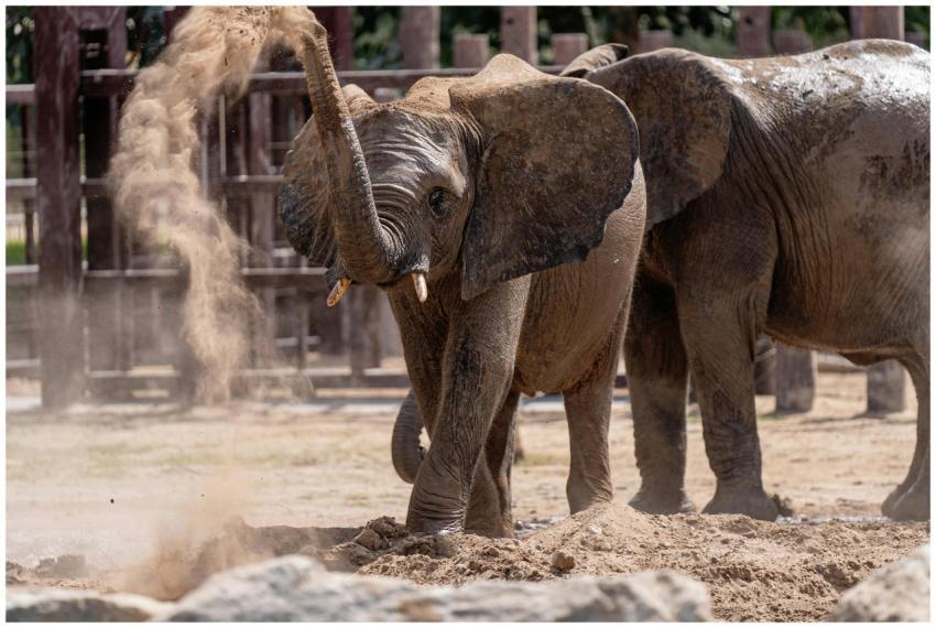 An African elephant playfully tossing sand with it
