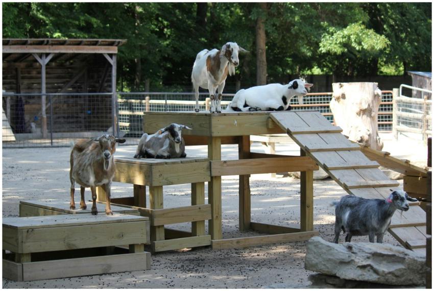 A group of goats exploring a wooden play structure
