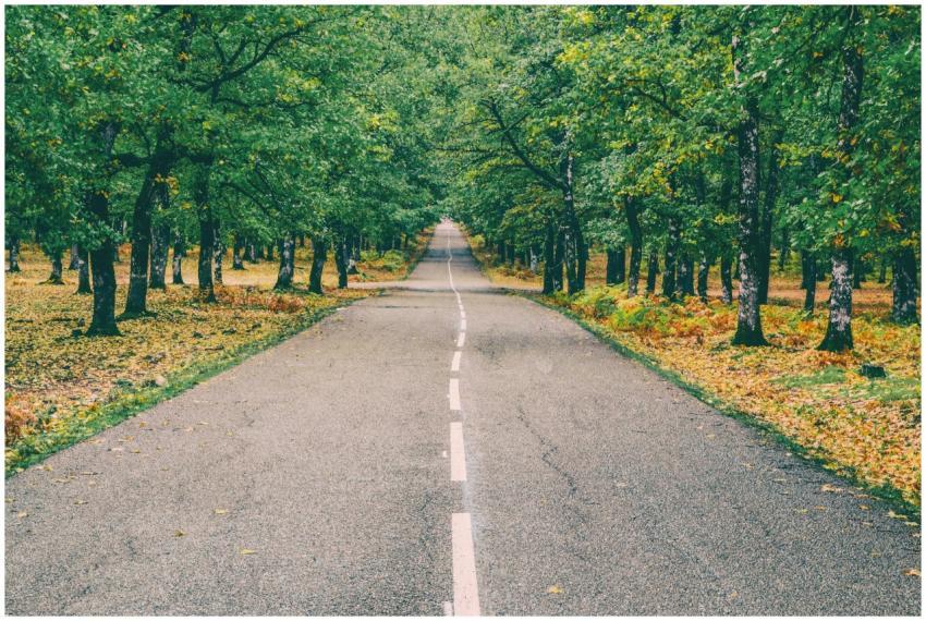 Peaceful road through vibrant autumn forest in Ili