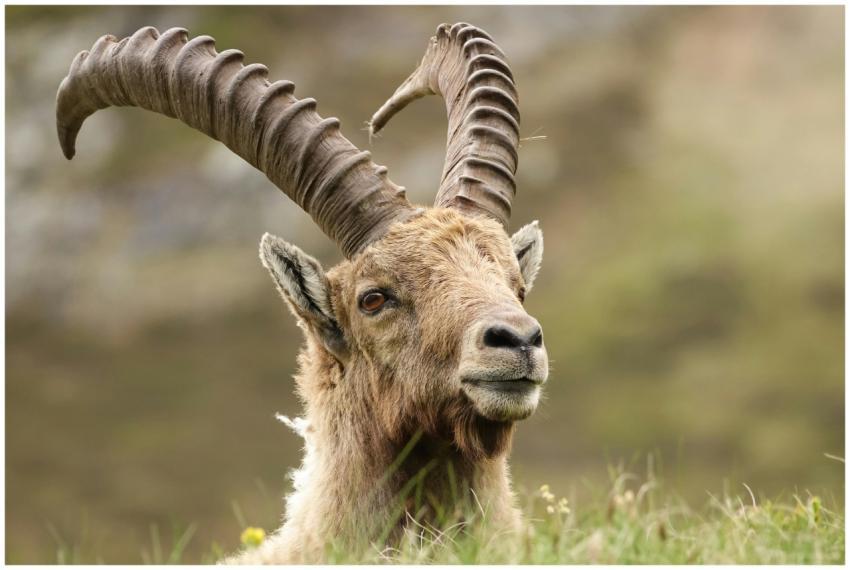 Close-up of a wild ibex in Vanoise, France showcas