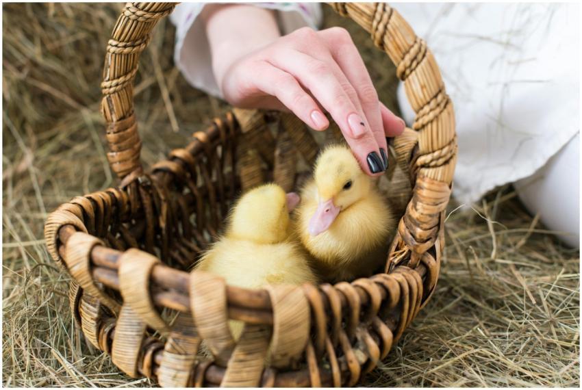 A gentle hand strokes adorable yellow ducklings si
