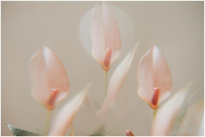 Artistic soft focus image of pink anthurium flower