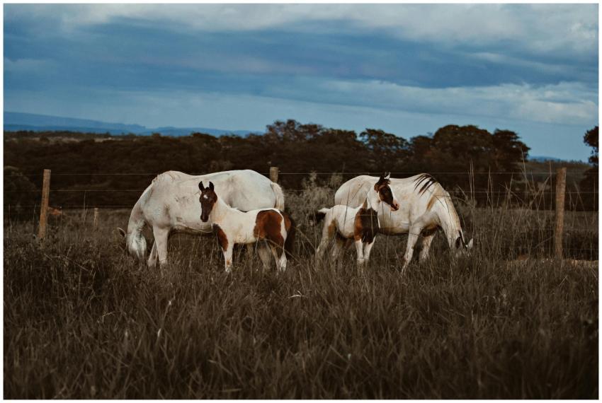 A serene scene of horses grazing on a tranquil Bra