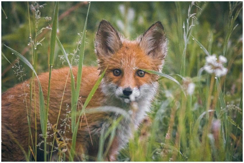 A young red fox peeking through grass in the wild,