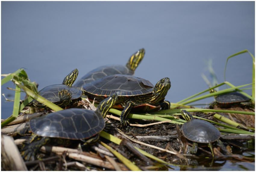 A close-up of painted turtles basking in sunlight