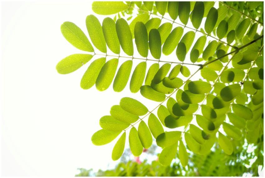 Close-up of vibrant green leaves in sunlight, show