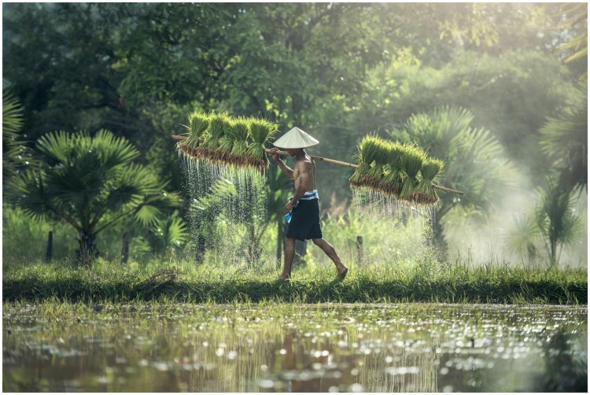 Asian farmer in traditional hat carrying harvested