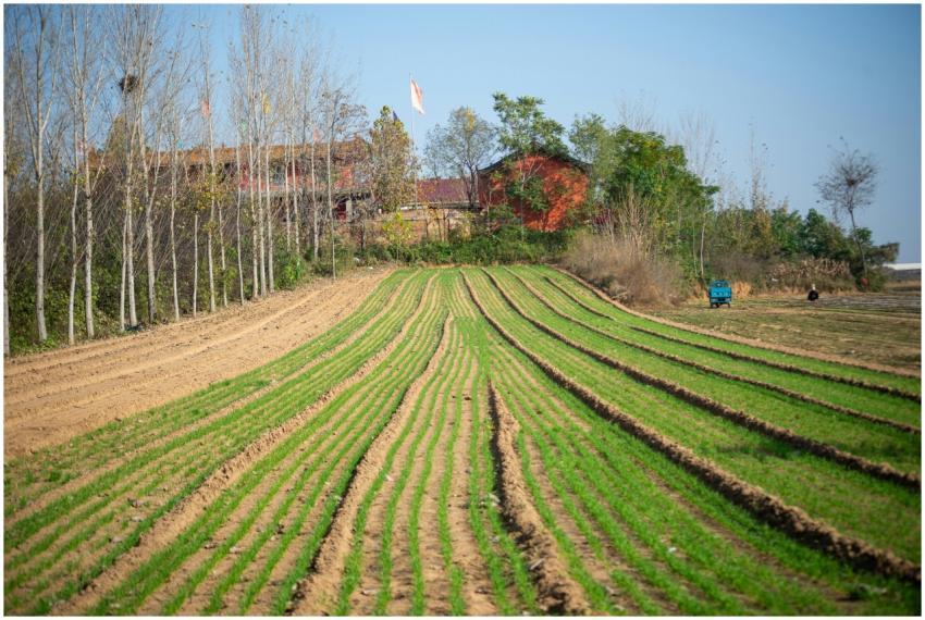 IDyllic farmland with green crop rows and trees in