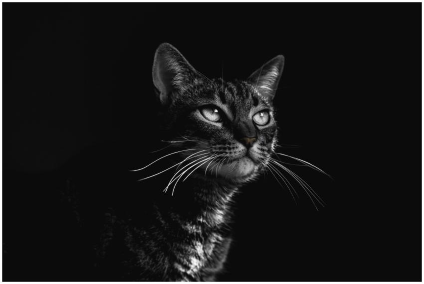 Elegant black and white portrait of a tabby cat wi