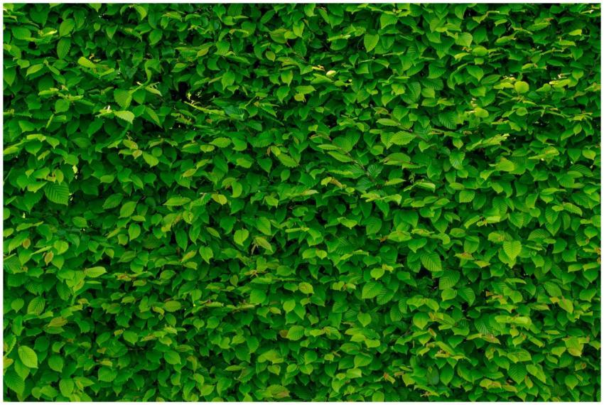 Close-up of a lush green leafy wall creating a vib