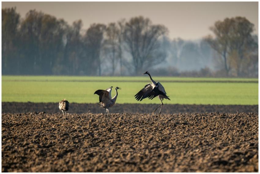 Cranes Garesnica Field During