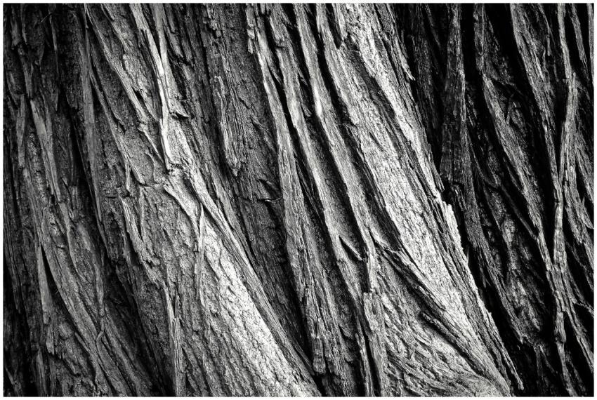 Closeup view of rugged tree bark texture in black