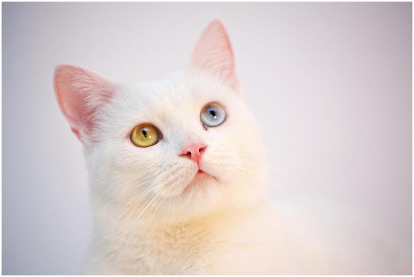 A fluffy white cat with one blue and one yellow ey