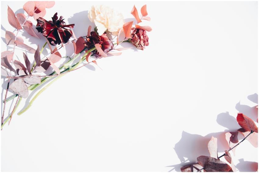 Minimalist flat lay of red and pink flowers on a w