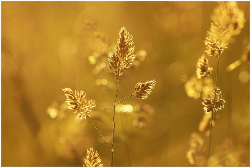 Close-up of wheat stalks glowing in the golden sum