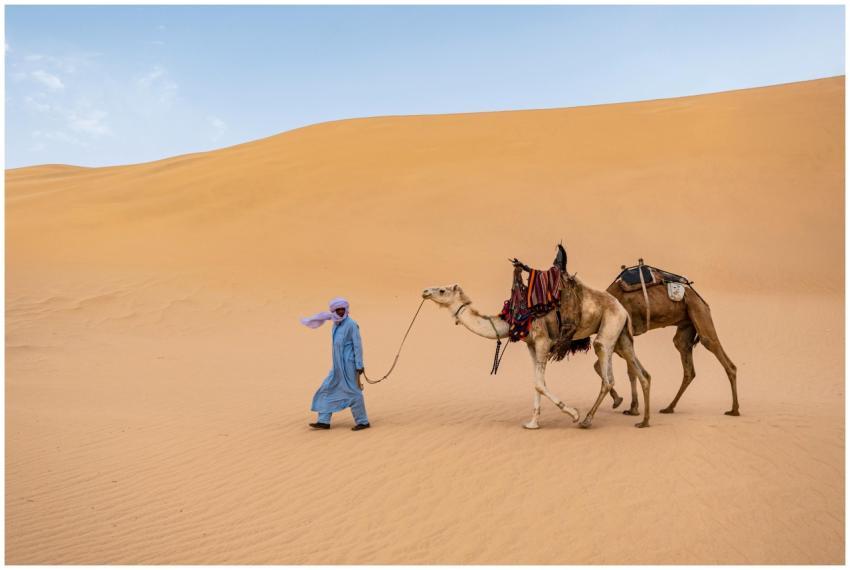 Man leading camels through the Sahara desert's gol