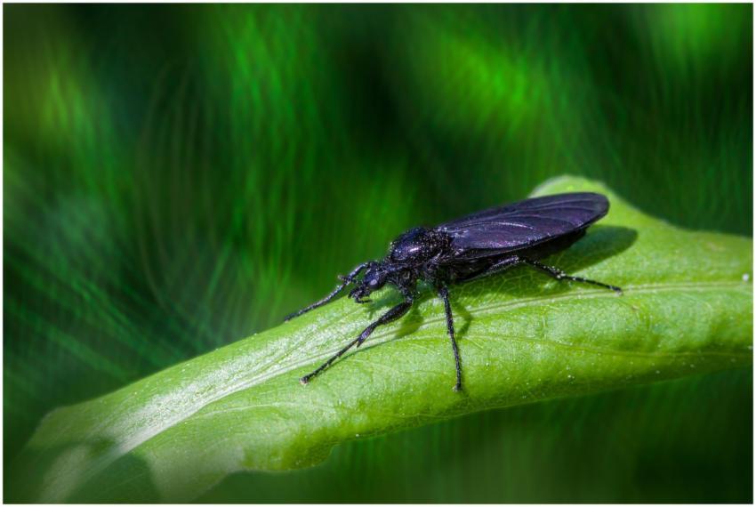 Detailed macro photograph of a black insect restin