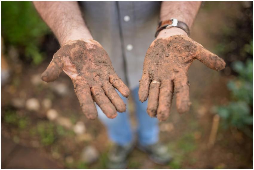 A close-up of a gardener's hands covered in soil,