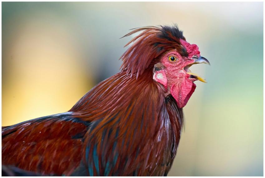 Close-up of a colorful rooster crowing in natural