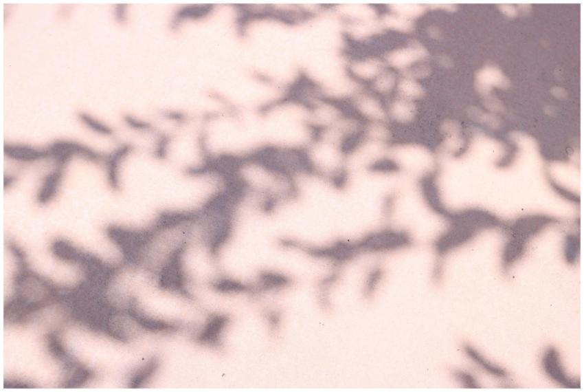 Abstract shadows of foliage on a pastel background