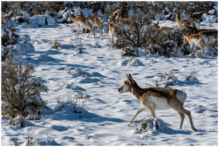 A herd of pronghorn antelope navigating a snowy te