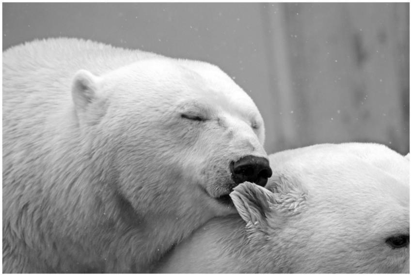 Intimate black and white photo of two polar bears