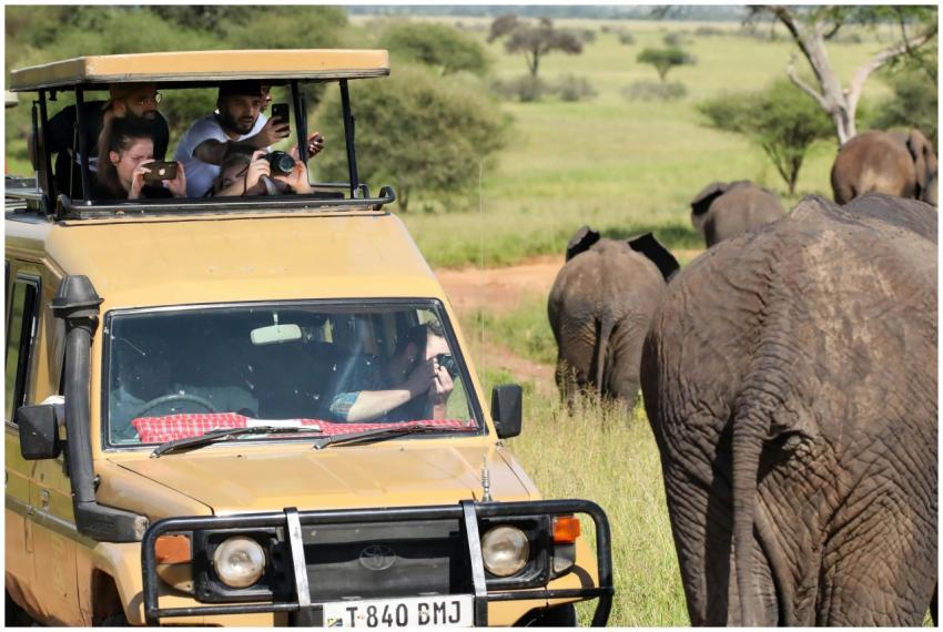Tourists in a safari vehicle observe and photograp