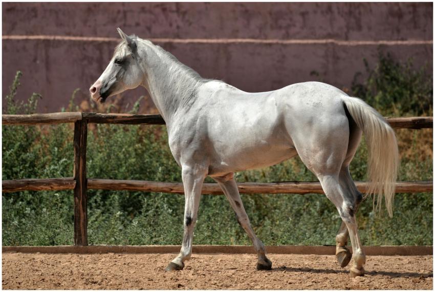 Elegant white horse captured in an outdoor corral,