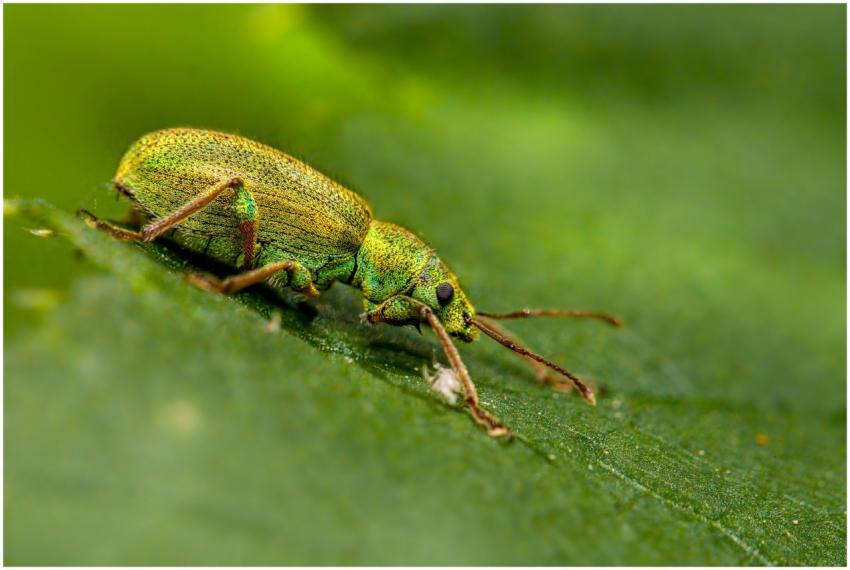 Close-up of a vibrant green weevil on a leaf, show